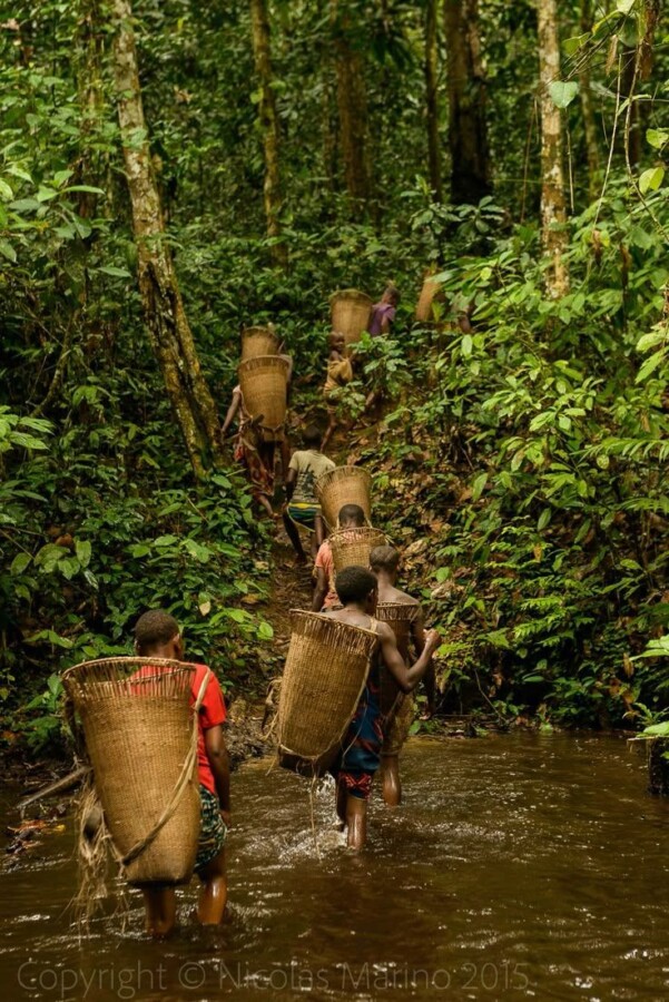 Importance des bayas africains